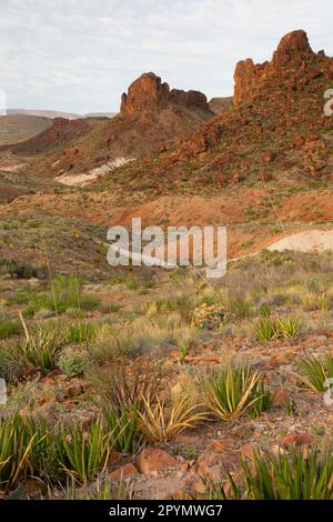 Desert view along Mule Ears Spring Trail, Big Bend National Park, Texas Stock Photo