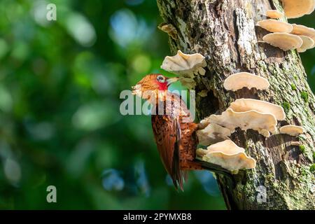 chestnut-colored woodpecker (Celeus castaneus) is making a hole between some nice mushrooms. Stock Photo