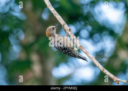 female red-crowned woodpecker (Melanerpes rubricapillus) hanging on a small branch. Stock Photo
