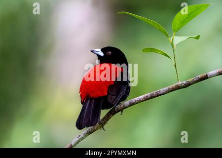Male Cherrie's tanager (Ramphocelus passerinii costaricensis) showing his nice red back. Stock Photo