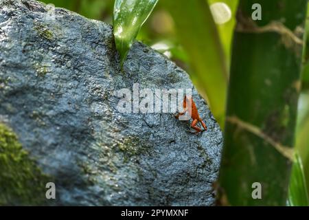 Red Poison Dart Frog - Oophaga pumilio, beautiful red blue legged frog from Cental America forest, Gamboa, Panama. Stock Photo