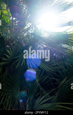 Looking up through the spiny leaves of yucca or palm trees at the bright sky behind. Stock Photo