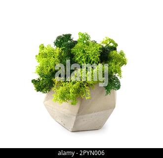Stabilized green moss in gray decorated flowerpot on a white background. Home decor. Indoor flowers that do not require watering. Stock Photo