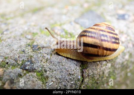 A large snail crawls on a gray stone close-up. Stock Photo