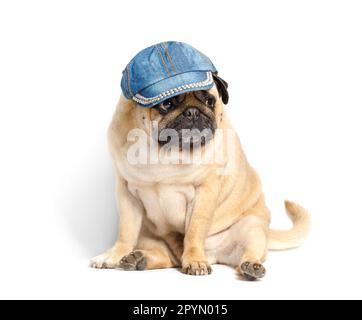 Purebred cute funny friendly dog pug in a denim baseball cap sits on a white background. Stylish dog. Clothes and accessories for animals. Stock Photo