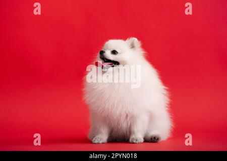 Portraite of cute fluffy puppy of pomeranian spitz. Little smiling dog lying on bright trendy red background. Stock Photo