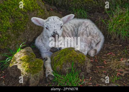 Spring Lambs Stock Photo