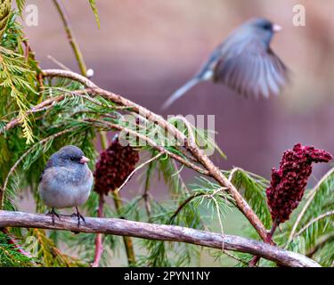 Slate Coloured Junco perched on a tree branch with a blur flying bird in the background in its environment and displaying multi-coloured background. Stock Photo