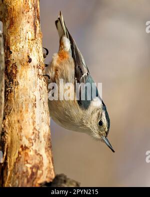 White-breasted Nuthatch perched on a tree branch and looking down with a blur background in its environment and habitat surrounding. Nuthatch Portrait Stock Photo