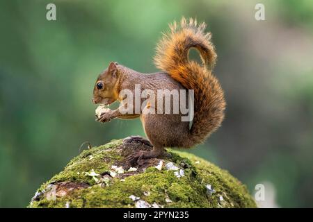 red-tailed squirrel (Sciurus granatensis) eating on top of a rock. Stock Photo