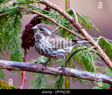 Purple Finch female perched on a branch with forest background in its environment and habitat surrounding. Finch Picture. Stock Photo