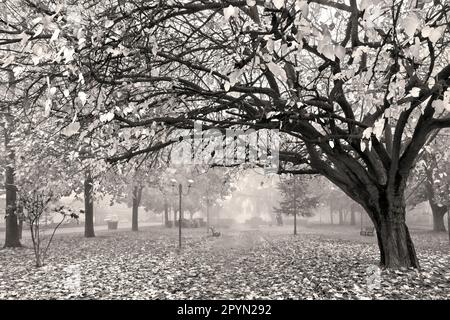 Foggy day in Ambelonas town, Tyrnavos Municipality, Larissa, Thessaly, Greece. Stock Photo