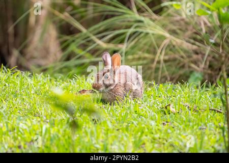 The eastern cottontail (Sylvilagus floridanus) with a heart shape on it's cheek. Stock Photo