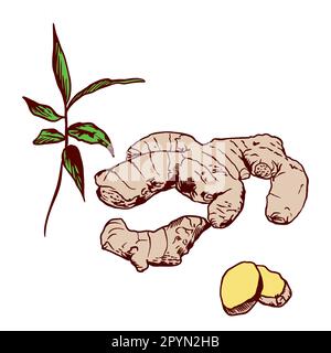 A set of ginger root, slices and leaves isolated on a white background. Design for a store, market, book, menu, poster, label, banner. Vector illustra Stock Vector