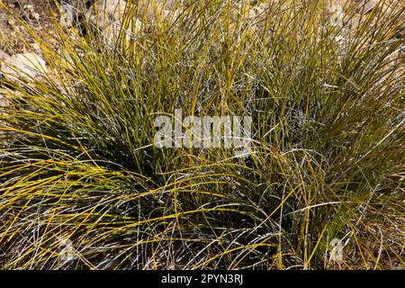 Plant along Smith Spring Trail, Guadalupe Mountains National Park, Texas Stock Photo