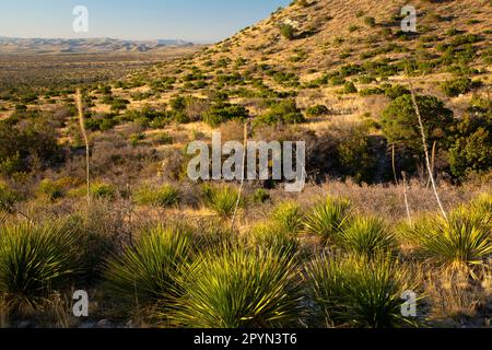 Smith Spring Trail view, Guadalupe Mountains National Park, Texas Stock Photo