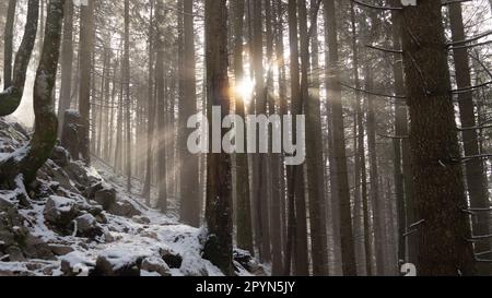 Beams of sunlight shining through the trees of a forest in the winter Stock Photo