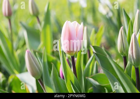 Tulip Triumph, pink fading to pale pink, almost white around the edges, Algarve Stock Photo