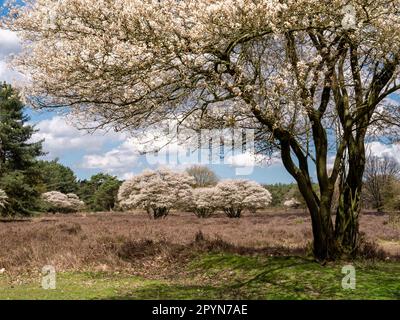 Juneberry or serviceberry trees, Amelanchier lamarkii, in bloom in Zuiderheide nature reserve in Het Gooi, North Holland, Netherlands Stock Photo