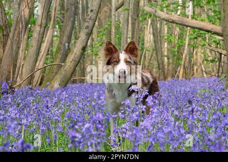 A tri coloured red merle border collie stood in bluebell woods, Surrey, UK. Stock Photo