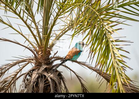 Abyssinian roller (Coracias abyssinicus) Stock Photo