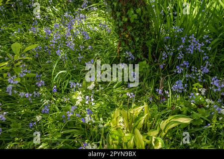 Dappled light on spring bluebells in forest. Stock Photo