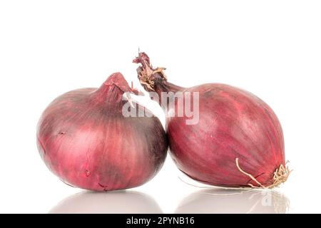 Two blue bulbs, macro, isolated on white background. Stock Photo
