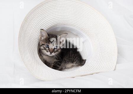 Little cute tabby kitten sitting in hat. Stock Photo