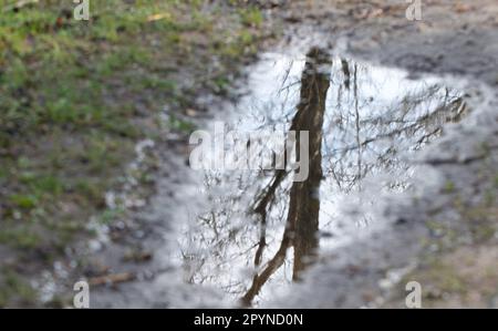 Tree - blurred reflection in a water, puddle. Spring in Poland. Stock Photo