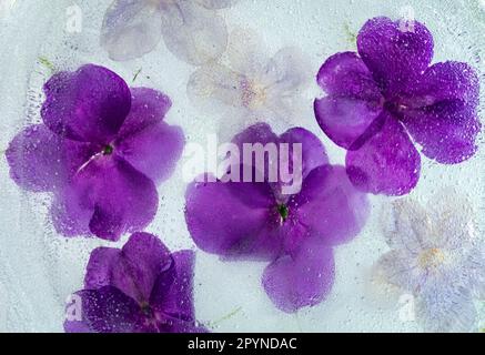 Purple impatiens frozen in water Stock Photo