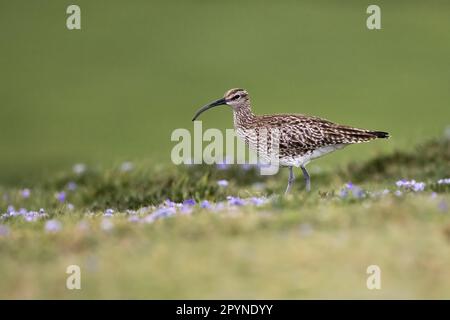 Whimbrel among spring flowers on Cornish clifftop Stock Photo