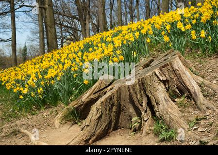 An old tree stump sits before a hillside of daffodils; focus is on the stump Stock Photo
