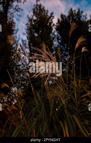 low angle grass photography Stock Photo