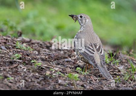 Mistle Thrush (Turdus viscivorus) collecting worms for young  Edinburgh UK GB April 2023 Stock Photo