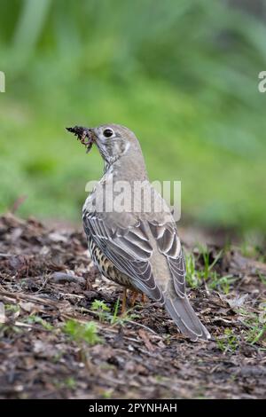 Mistle Thrush (Turdus viscivorus) collecting worms for young  Edinburgh UK GB April 2023 Stock Photo