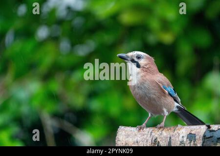 front view of the Eurasian jay (Garrulus glandarius) perched on a birch Stock Photo