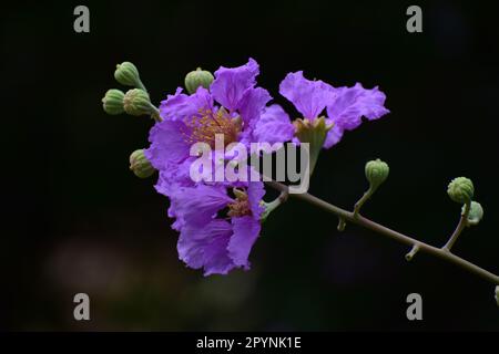 Pride of India. Also known as Giant Crape Myrtle, Queen Crape Myrtle, Banabá Plant, Lagerstroemia speciosa Stock Photo