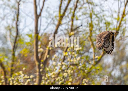 A Serpent Eagle in flight Stock Photo