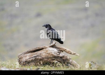 common raven (Corvus corax) Stock Photo