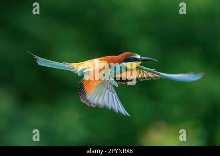 European bee-eater (Merops apiaster) in flight Stock Photo