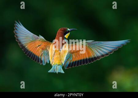 European bee-eater (Merops apiaster) in flight Stock Photo