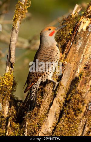 Northern flicker (Colaptes auratus), Aumsville Ponds County Park, Marion County, Oregon Stock Photo