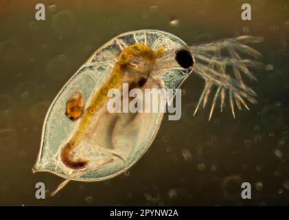 Copepod Stock Photo