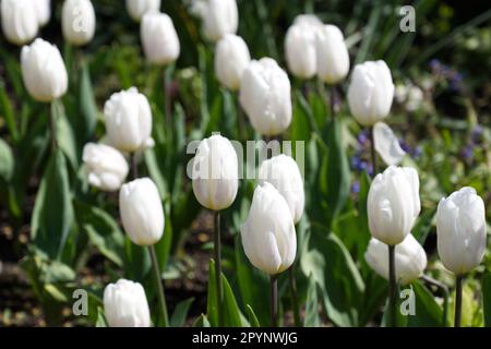 Pure white spring flowers of single Darwin hybrid tulip, Tulipa Hakun in UK garden April Stock Photo