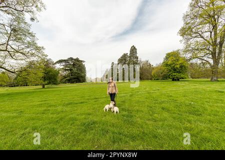 A woman and two dogs at Badminton Horse Trials. Stock Photo