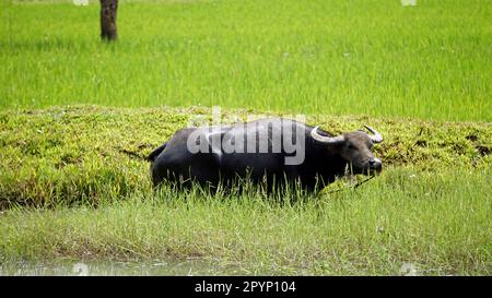 scenic rice fields on bohol island at the philippines Stock Photo