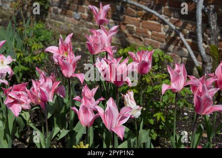 Flamboyant striped spring flowers of lily-flowered tulip, Tulipa China Pink in UK garden April Stock Photo
