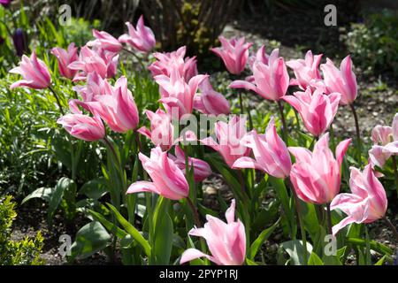 Flamboyant striped spring flowers of lily-flowered tulip, Tulipa China Pink in UK garden April Stock Photo
