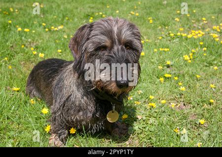 long haired dachshund sitting in spring meadow Stock Photo