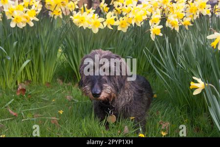 long haired dachshund sitting in daffodils Stock Photo